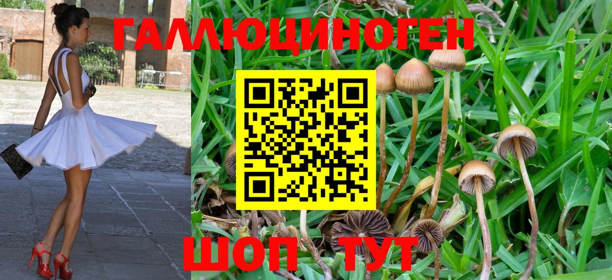Карачаевск  Галлюциногенные грибы Psilocybine cubensis  Вход с VPN 
